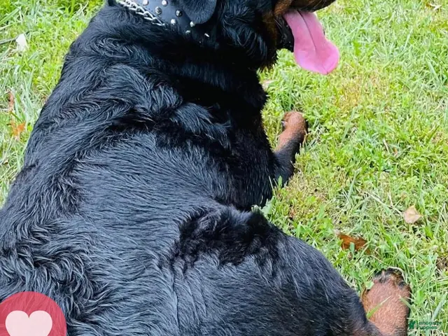 Rottweiler dogs for sale: Daisy - Ad 2