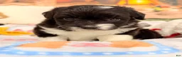 Mini Aussiedoodle dogs for sale: Pluto - Ad 2