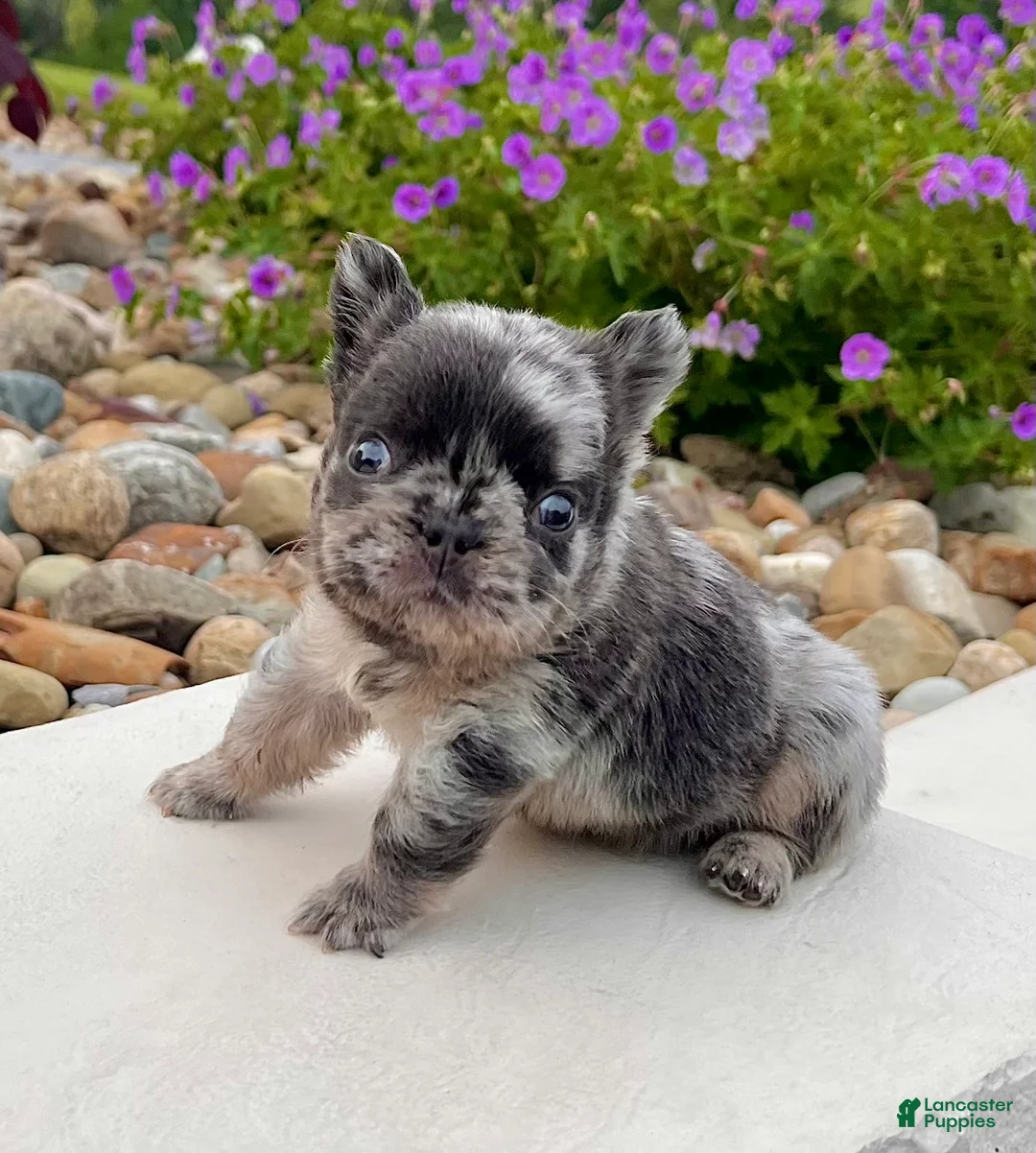 French Bulldog dogs for sale: Turbo - Ad 6