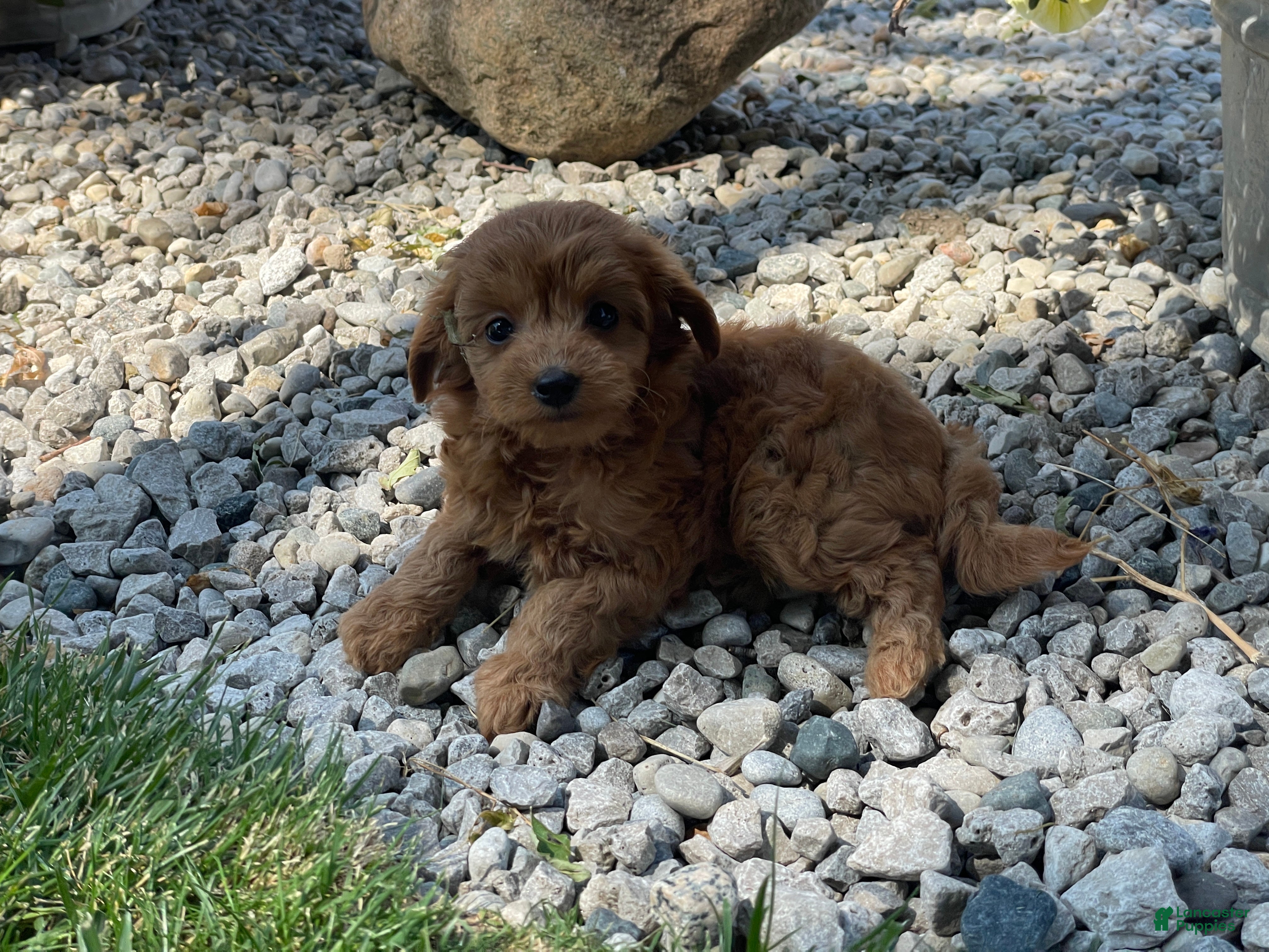 Mini Goldendoodle dogs Missy Mini Goldendoodle  - Ad 1