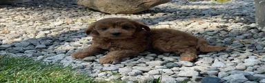 Missy Mini Goldendoodle 