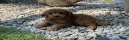 Mini Goldendoodle dogs for sale: Missy Mini Goldendoodle  - Ad 1