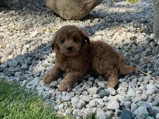 Mini Goldendoodle dogs for sale: Missy Mini Goldendoodle - Ad 4