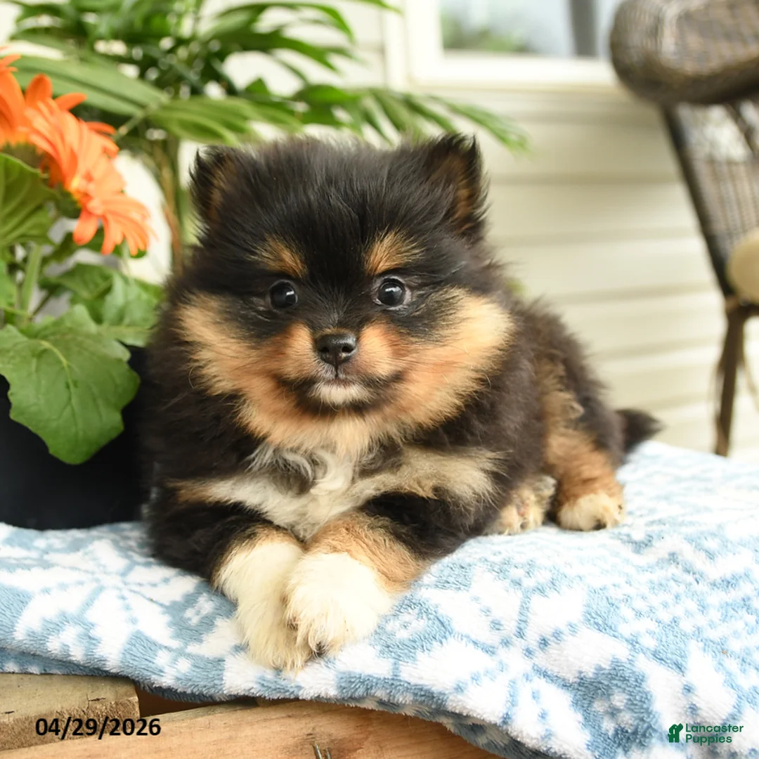 Pomeranian dogs for sale: Jenna - Ad 2