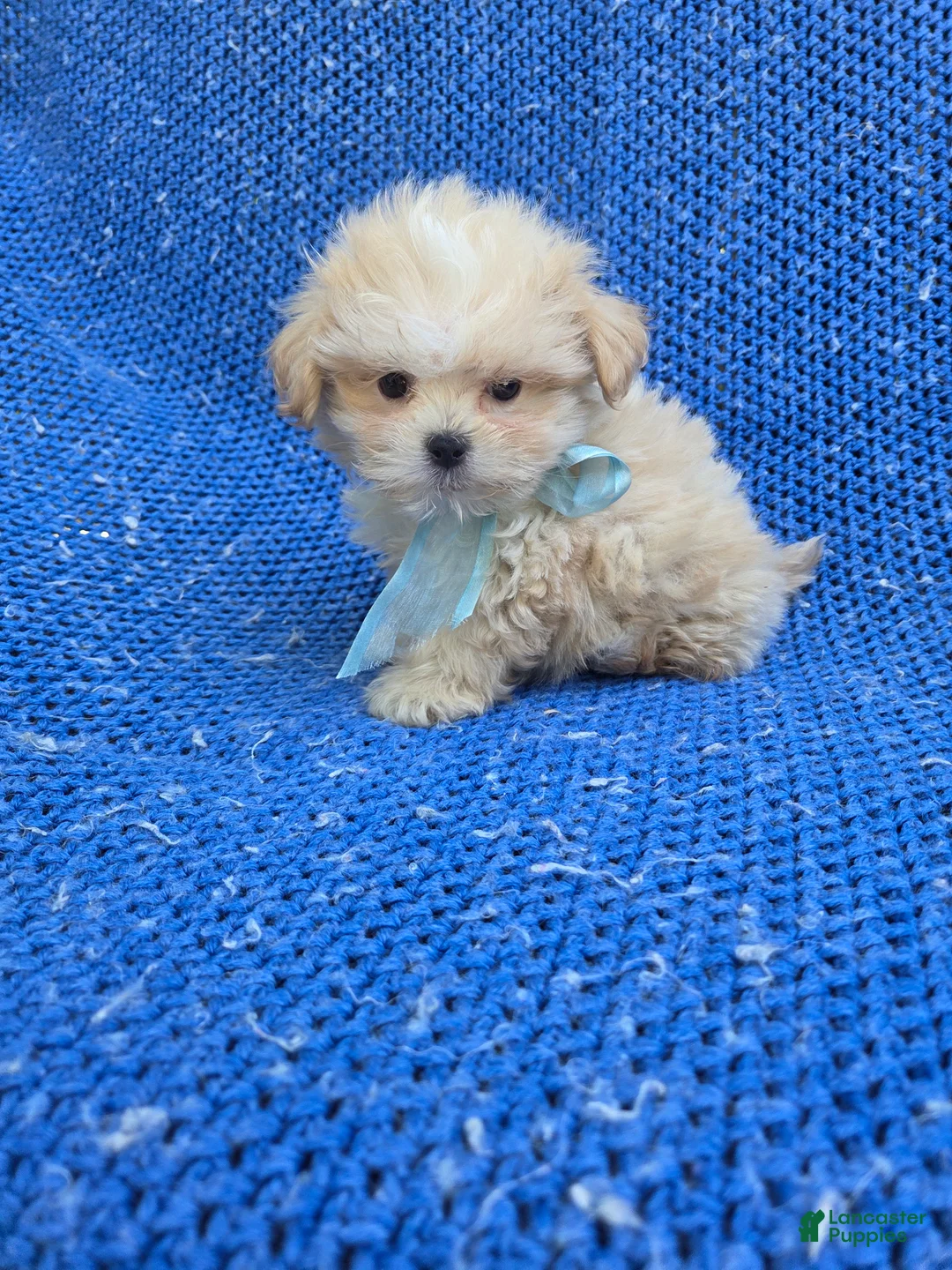 Yorkiepoo dogs for sale: Olliver - Ad 1