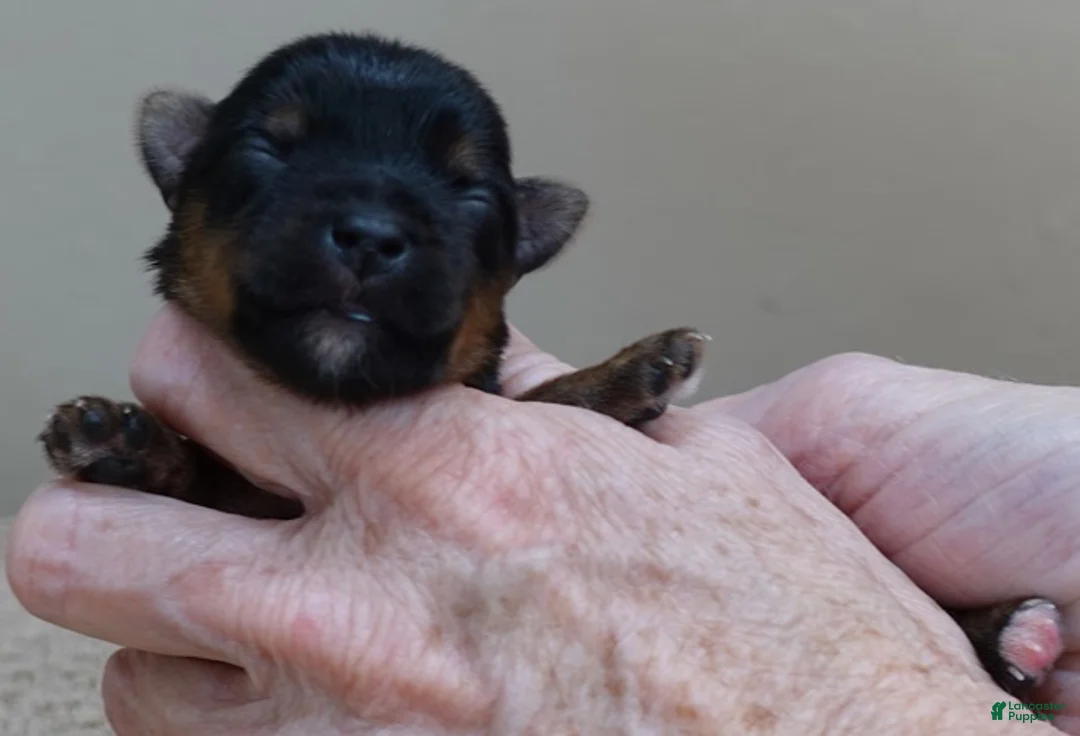 Yorkshire Terrier dogs for sale: Fern  - Ad 2