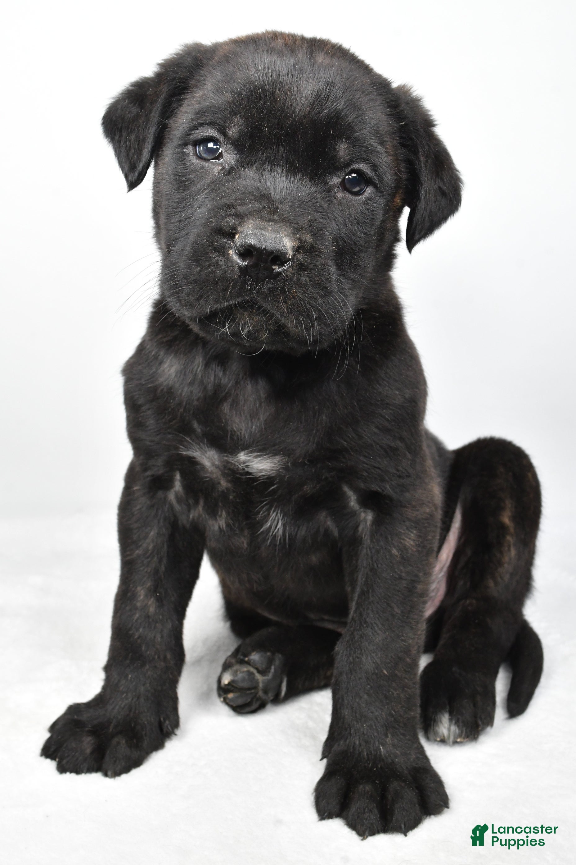 English Mastiff dogs Buddy - Ad 2