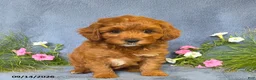Cavapoo dogs for sale: Toby - Ad 4