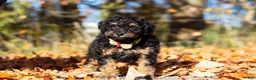 Miniature Poodle dogs for sale: Sterling (AKC) - Ad 6