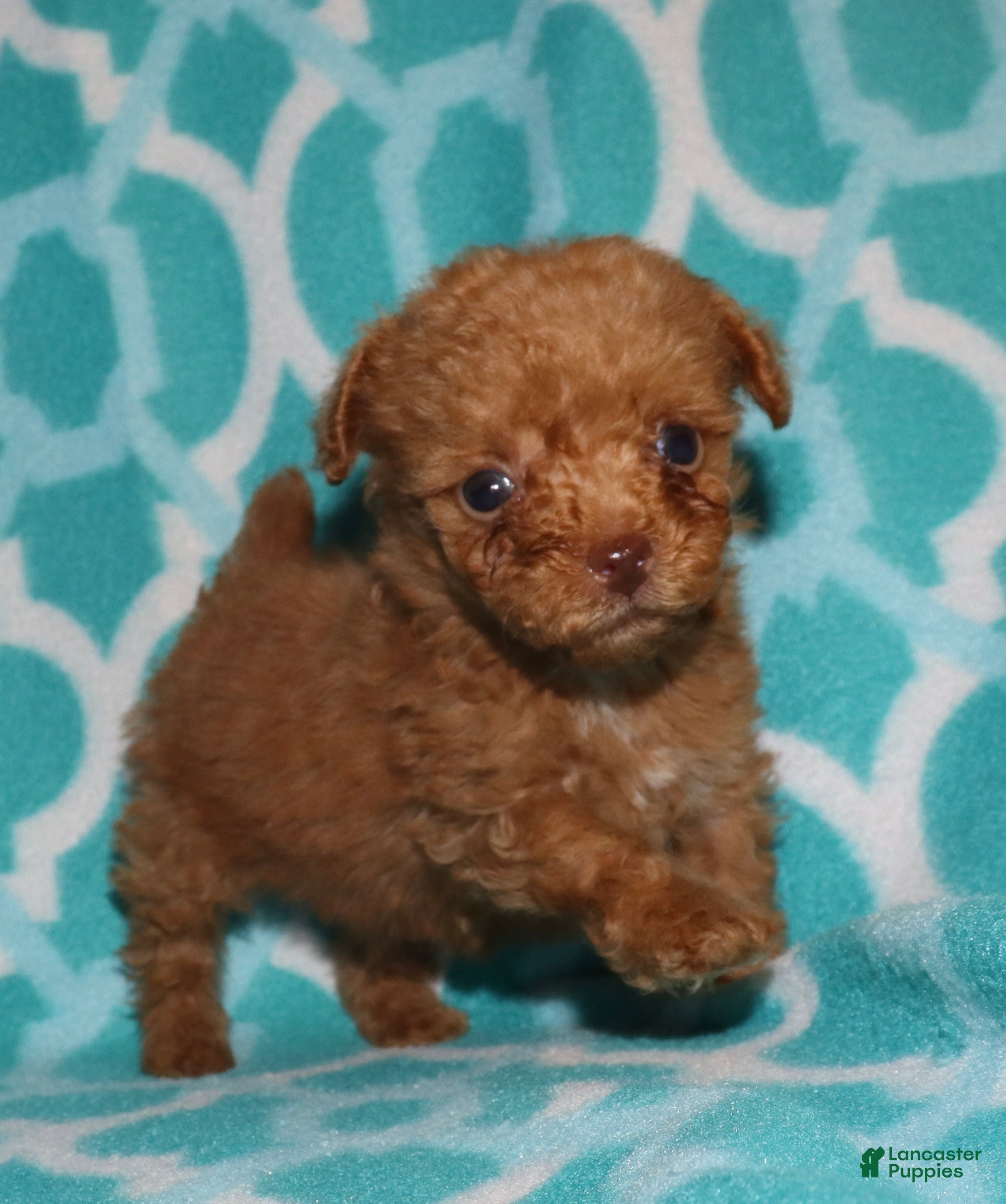 Toy Poodle dogs Double T Summer’s apricot male - Ad 13