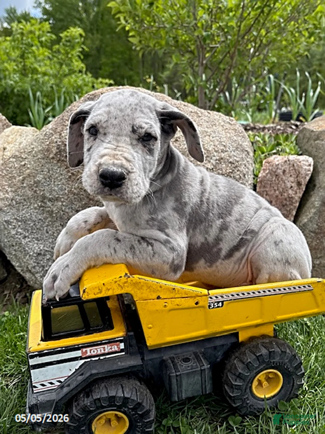 Great Dane dogs for sale: Thor - Ad 1