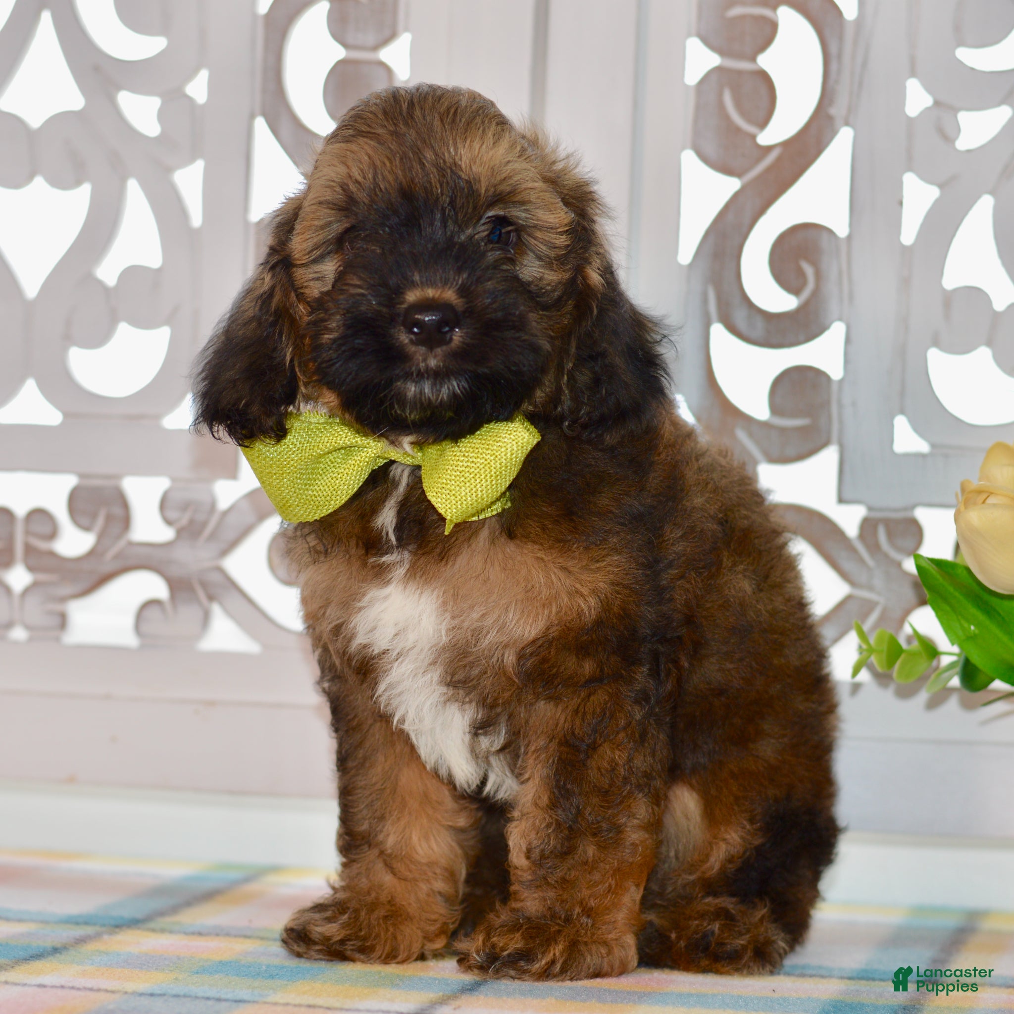 Cockapoo dogs True - Ad 1