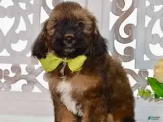 Cockapoo dogs for sale: True - Ad 1
