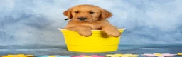 Golden Retriever dogs for sale: Chocolate - Ad 2