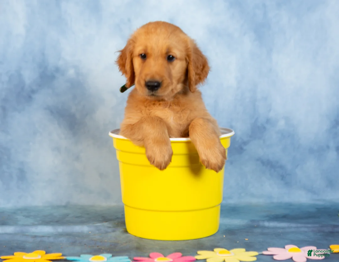 Golden Retriever dogs for sale: Chocolate - Ad 2