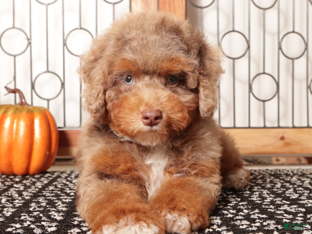 Aussiedoodle dogs for sale: Simba Handsome Male Mini Aussiedoodle  - Ad 3