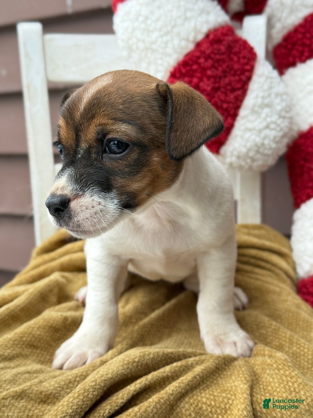 Jack Russell Terrier dogs for sale: Jolly - Ad 2