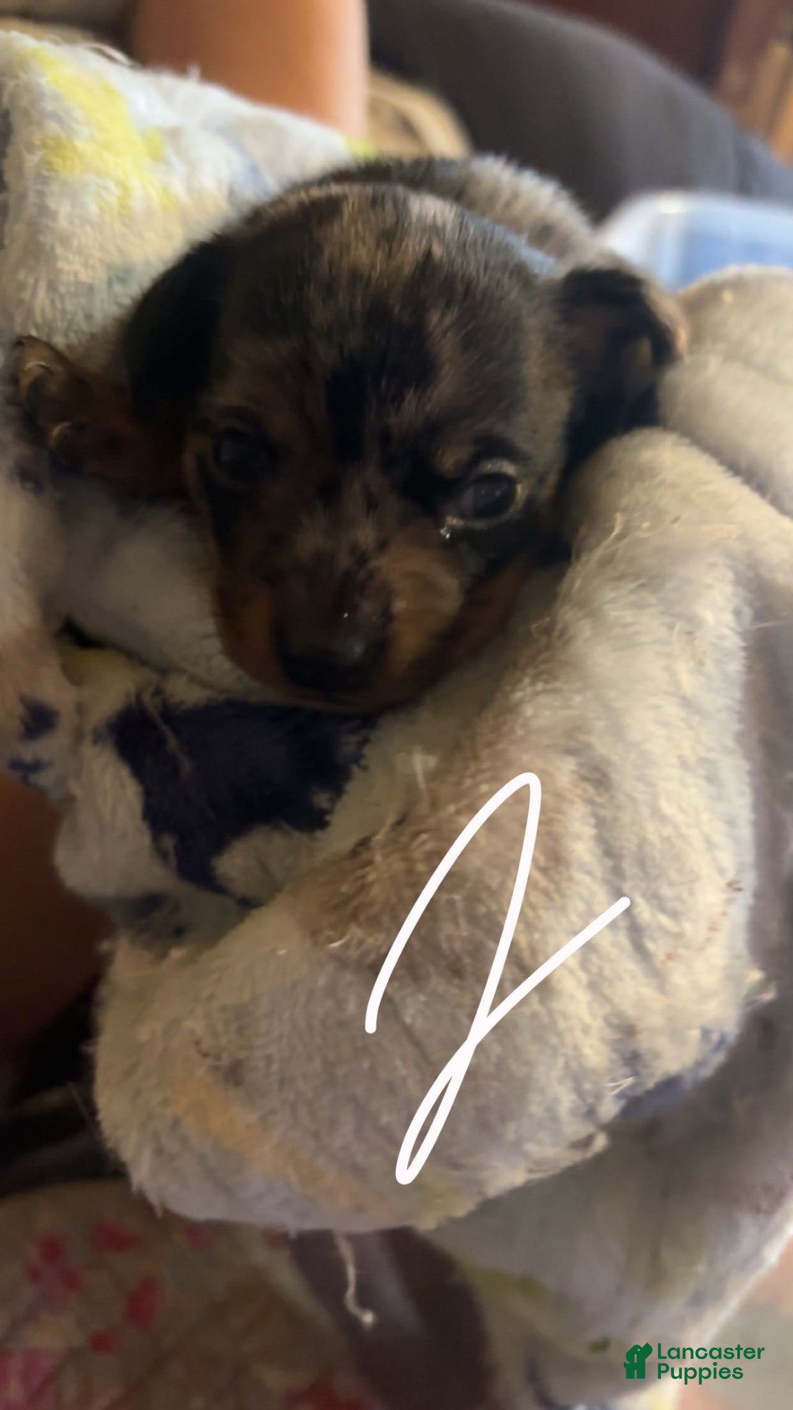Chiweenie dogs Chiweenie Puppy 2 - Ad 1