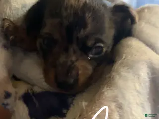 Chiweenie dogs Chiweenie Puppy 2 - Ad 1