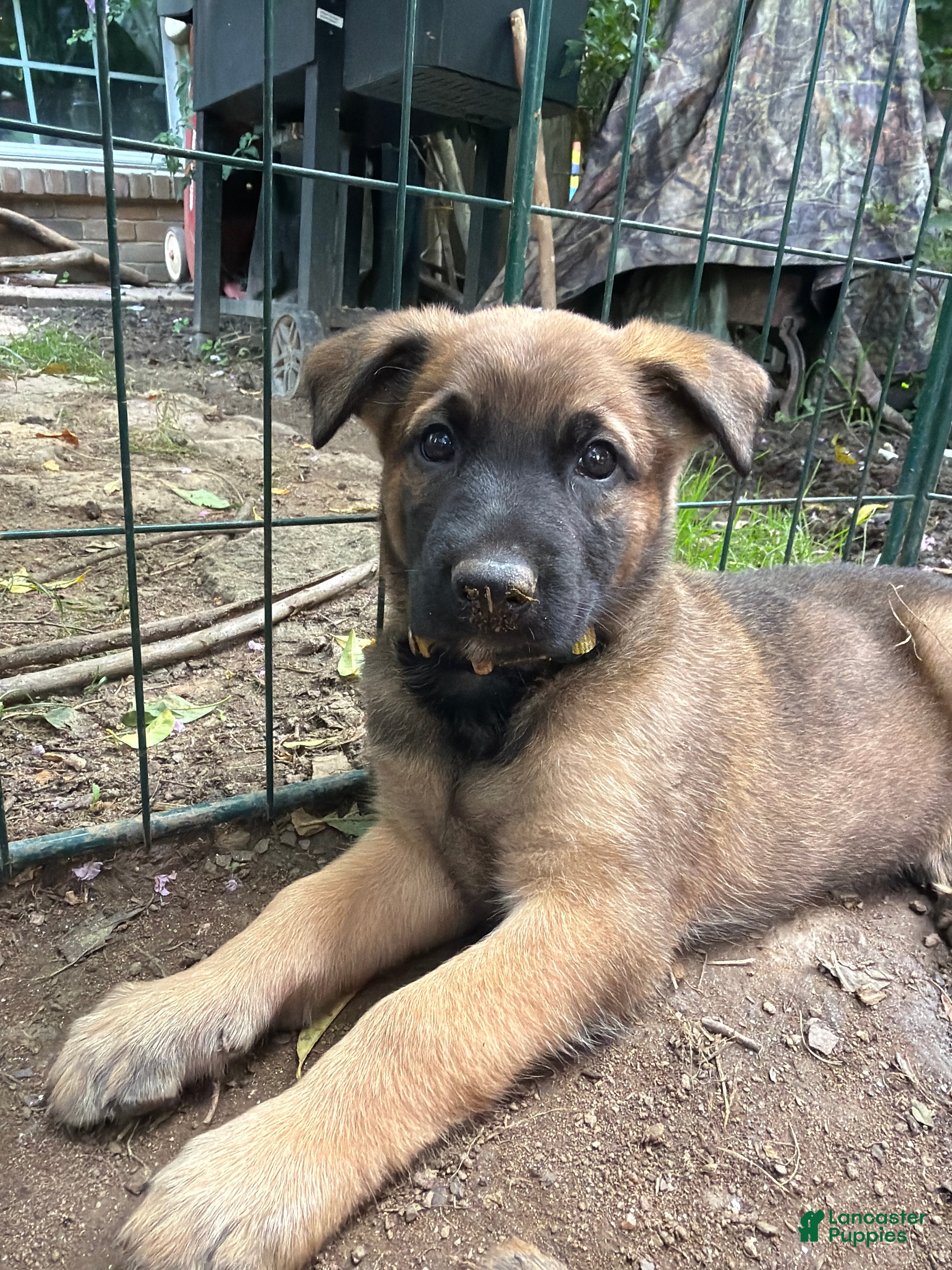 Mixed Breed dogs Toffee - Ad 38