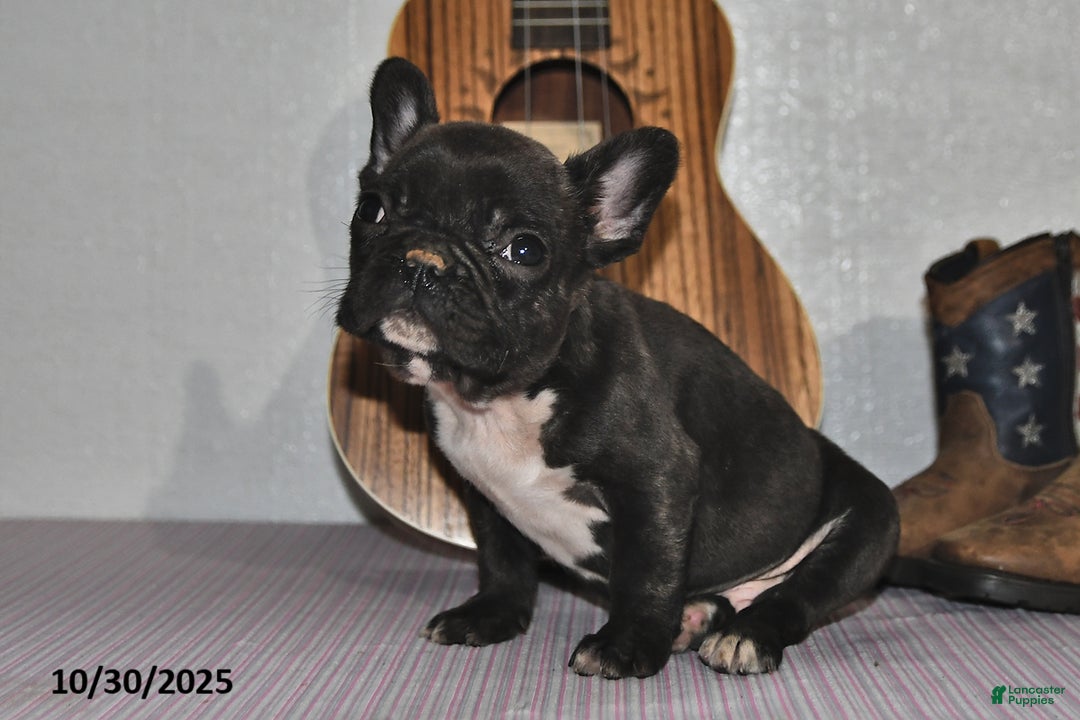 Frenchton dogs for sale: Jasper - Ad 5