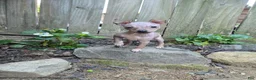 Xoloitzcuintle dogs for sale: Bambi  - Ad 3