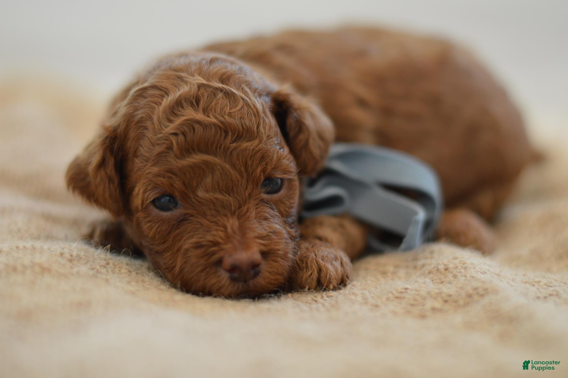 Miniature Poodle dogs Eeny - Ad 1