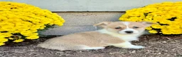 Welsh Corgi Pembroke dogs for sale: Sandra - Ad 5