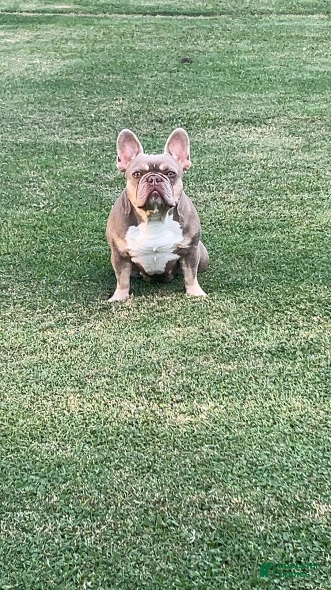 French Bulldog dogs for sale: French Bulldog 1 - Ad 2