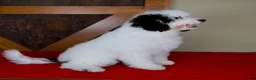 Mini Bernedoodle dogs for sale: Molly - Micro Mini Teddy Bear - Ad 7