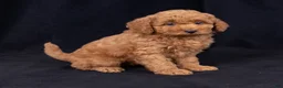 Mini Goldendoodle dogs for sale: Katrina - Ad 5