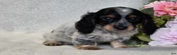 Miniature Dachshund dogs for sale: Roxie - Ad 4