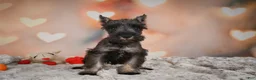 Miniature Schnauzer dogs for sale: Rose - Ad 7