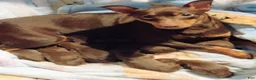 Miniature Pinscher dogs for sale: Miniature Pinscher 2 - Ad 5