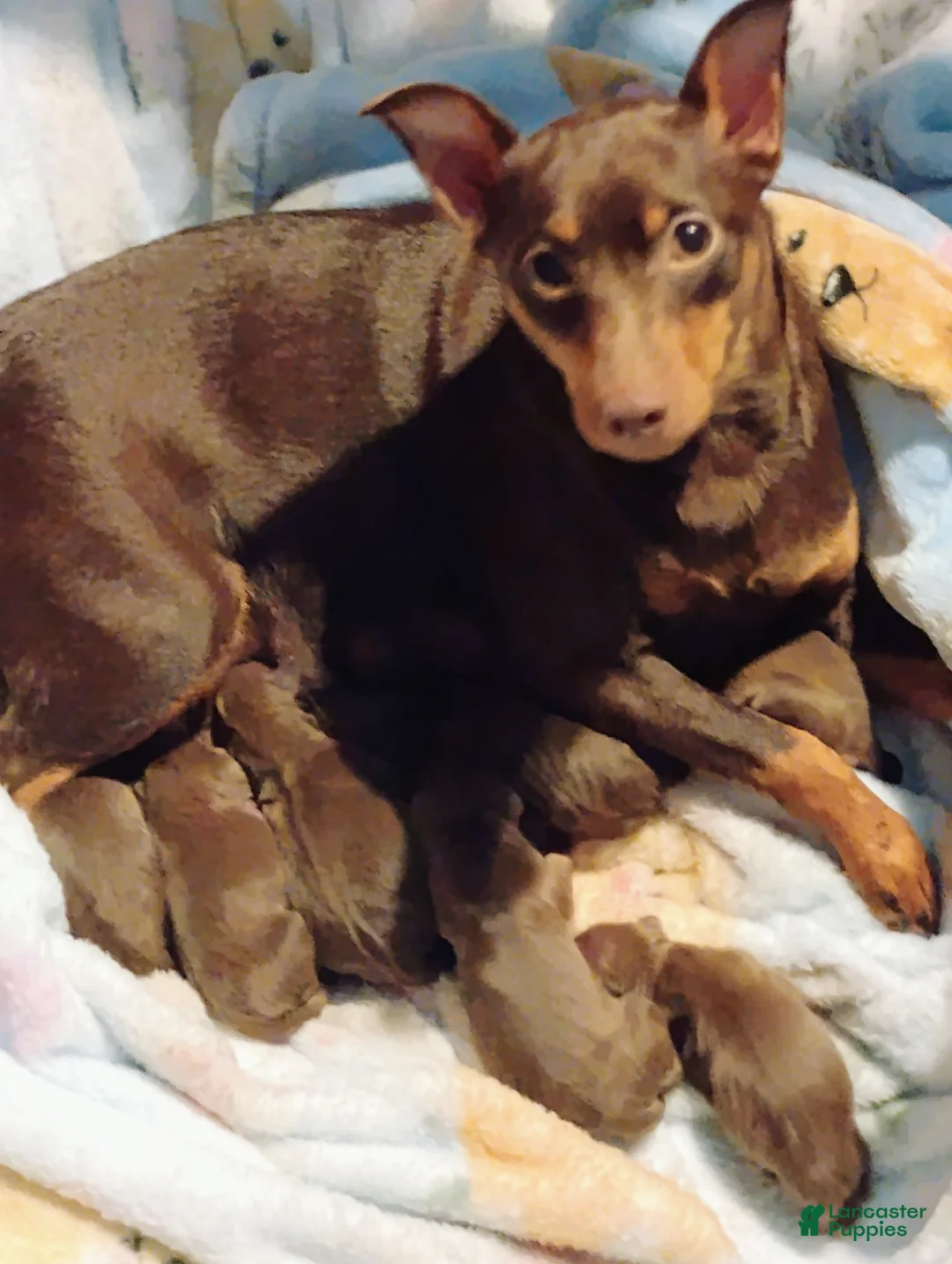 Miniature Pinscher dogs for sale: Miniature Pinscher 2 - Ad 5