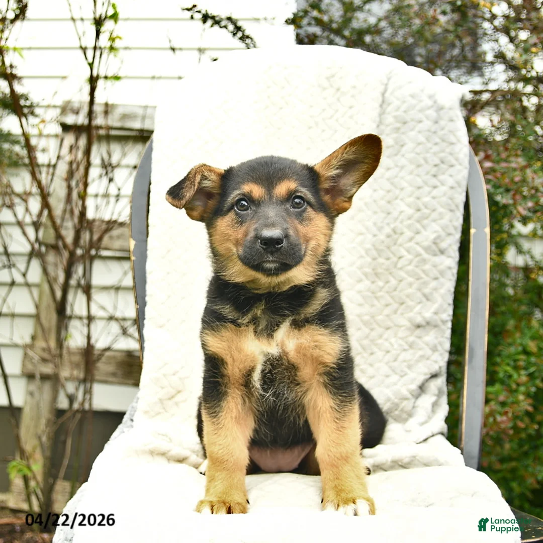 Mixed Breed dogs for sale: Paris  - Ad 5