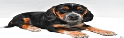 Beagle dogs for sale: Ronald - Ad 4