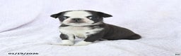 Pug dogs for sale: Waldo - Ad 1