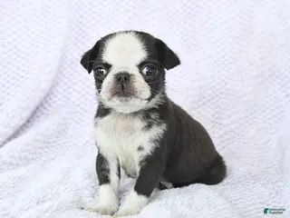 Pug dogs Waldo - Ad 11