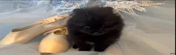 Pomeranian dogs for sale: Pomeranian 2 - Ad 3