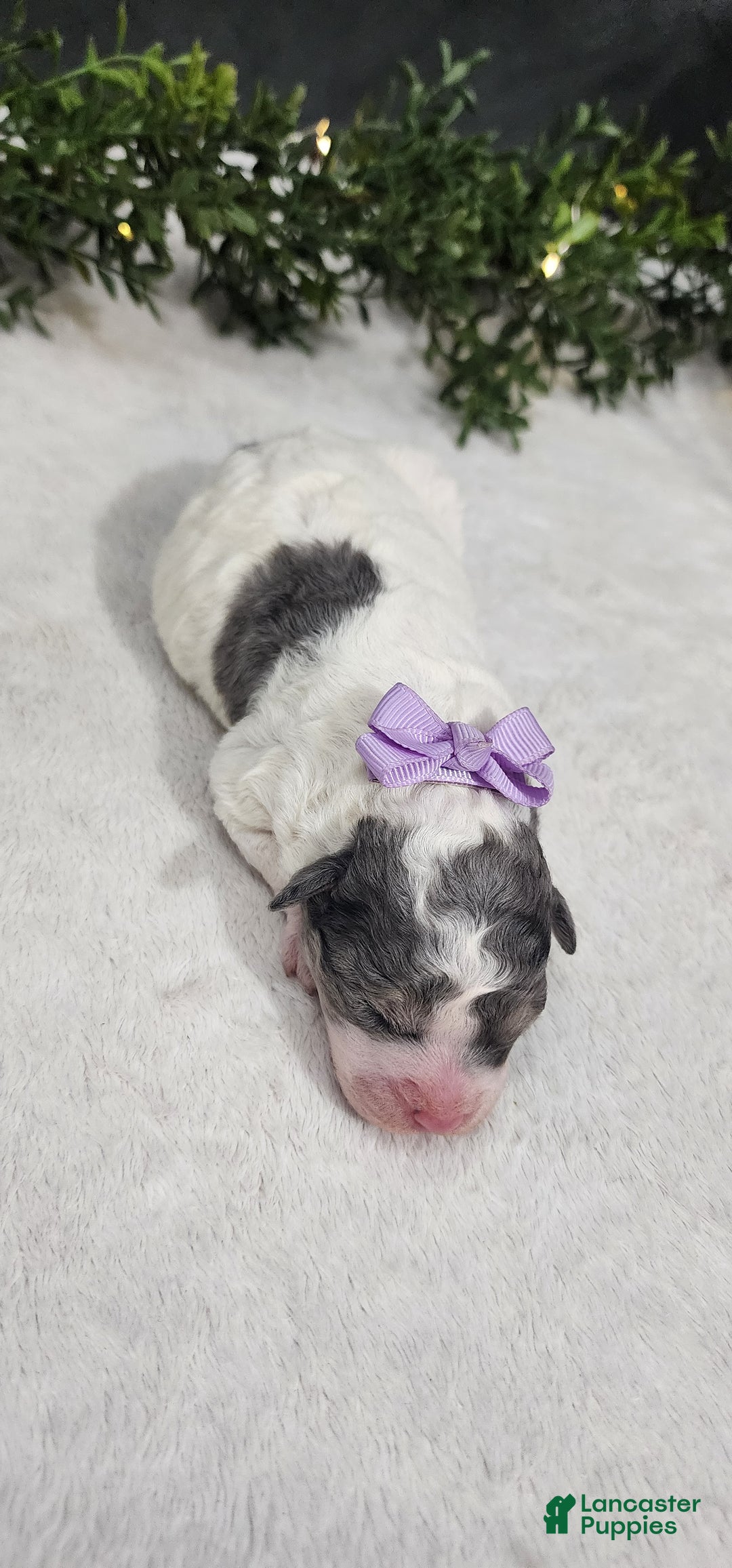 Miniature Poodle dogs for sale: Princess  - Ad 3