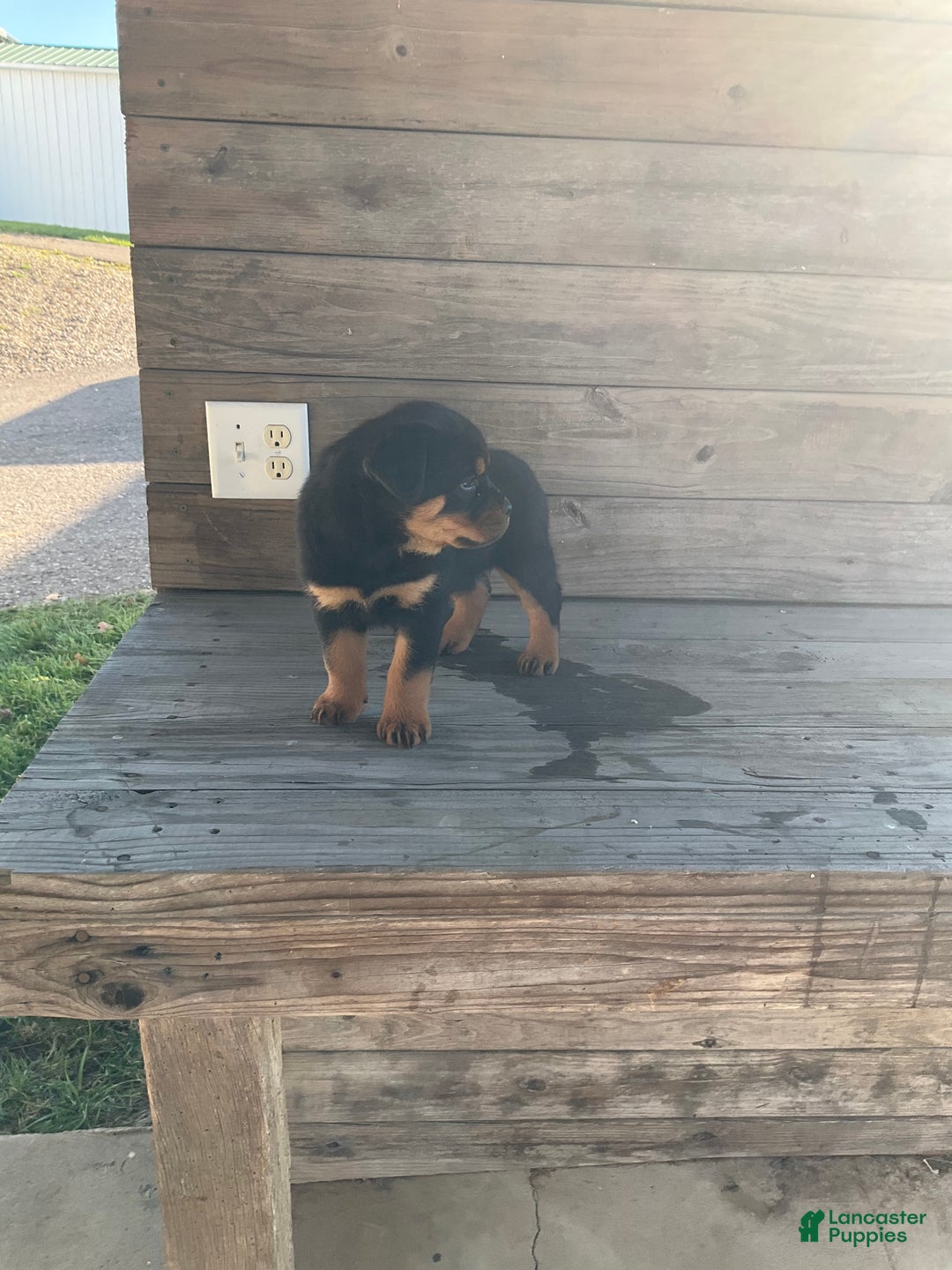 Rottweiler dogs for sale: Coco  - Ad 6