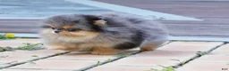 Pomeranian dogs for sale: Chiko - Ad 2