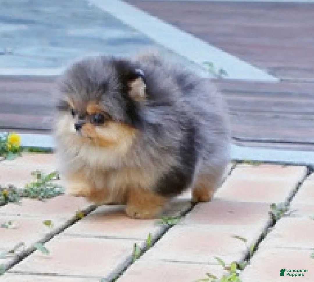 Pomeranian dogs for sale: Chiko - Ad 2