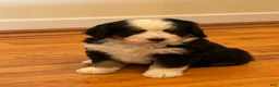 Bernese Mountain Dog dogs for sale: Dean - Ad 6