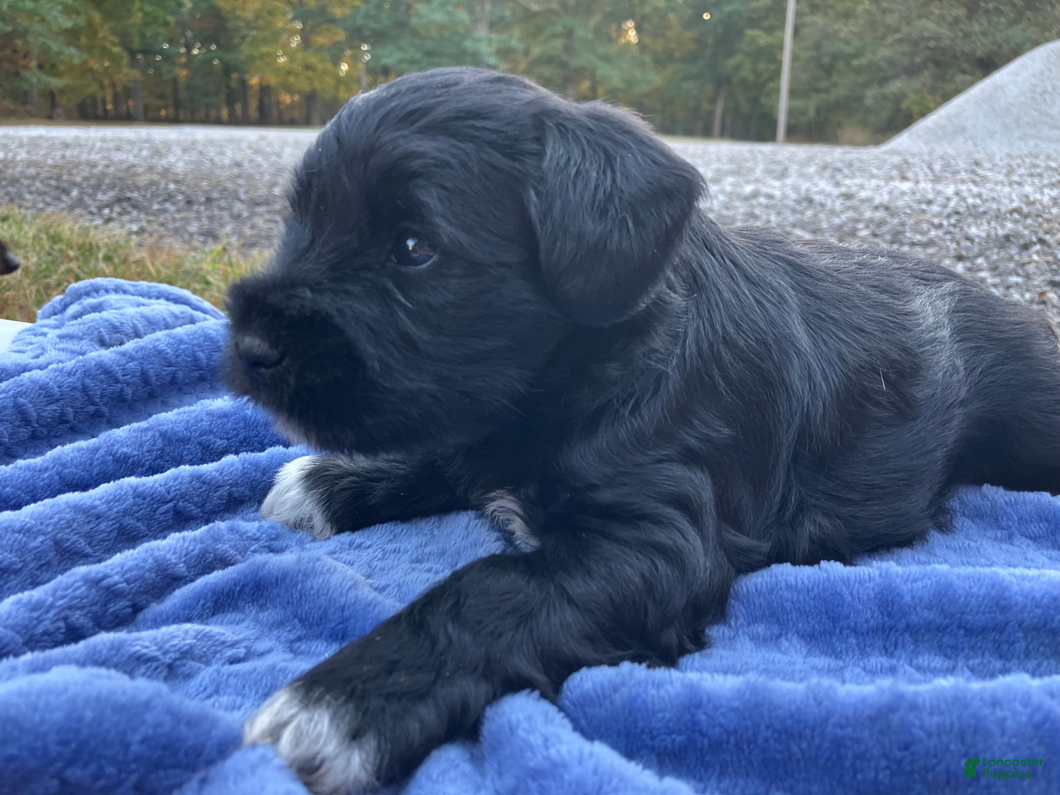 Miniature Schnauzer dogs for sale: Axel - Ad 1