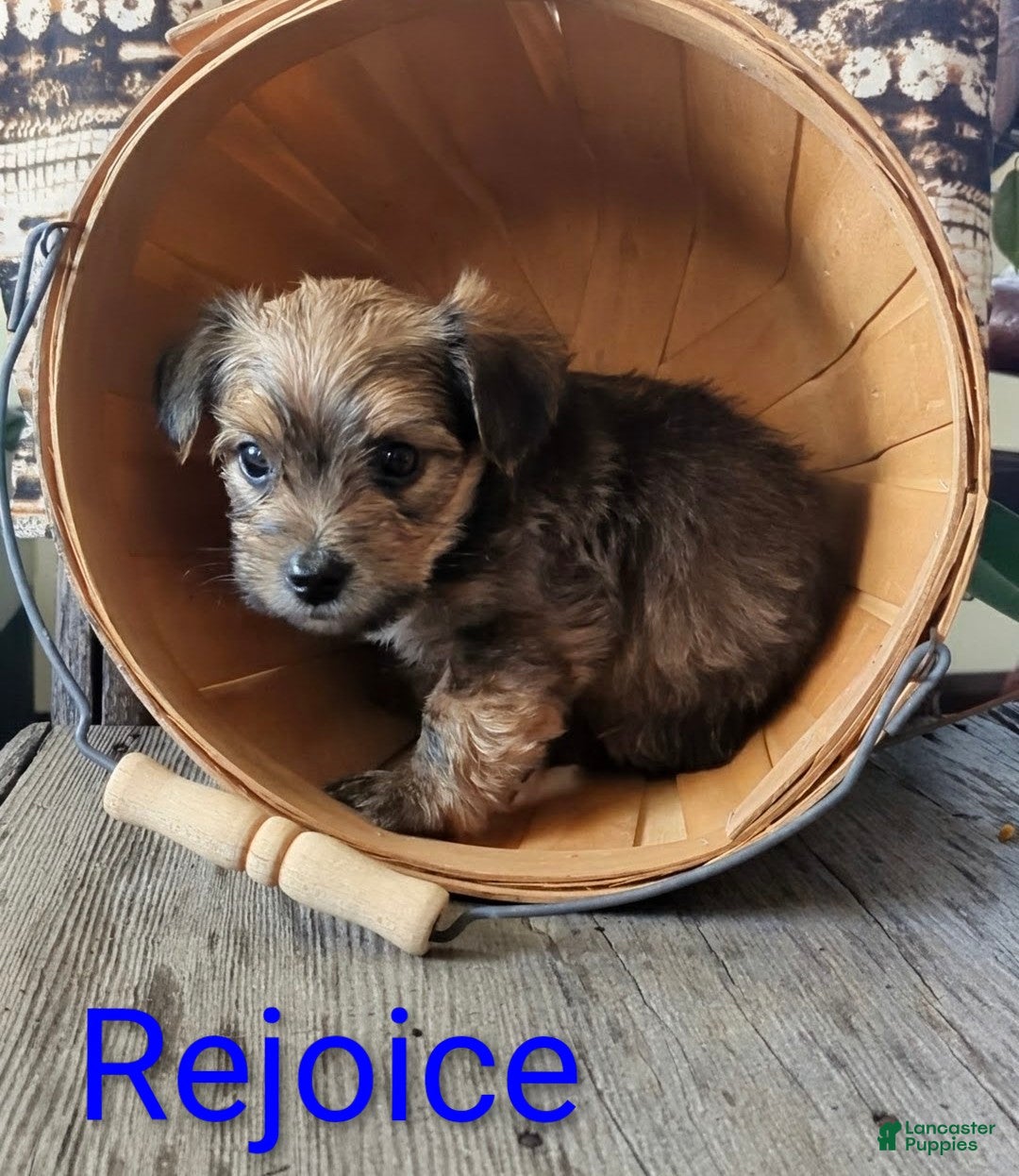 Yorkshire Terrier dogs for sale: Rejoice - Ad 6