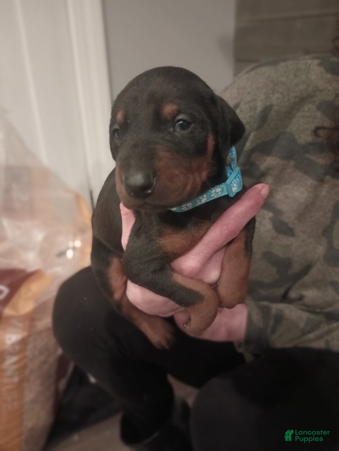 Doberman Pinscher dogs for sale: Princess  - Ad 5