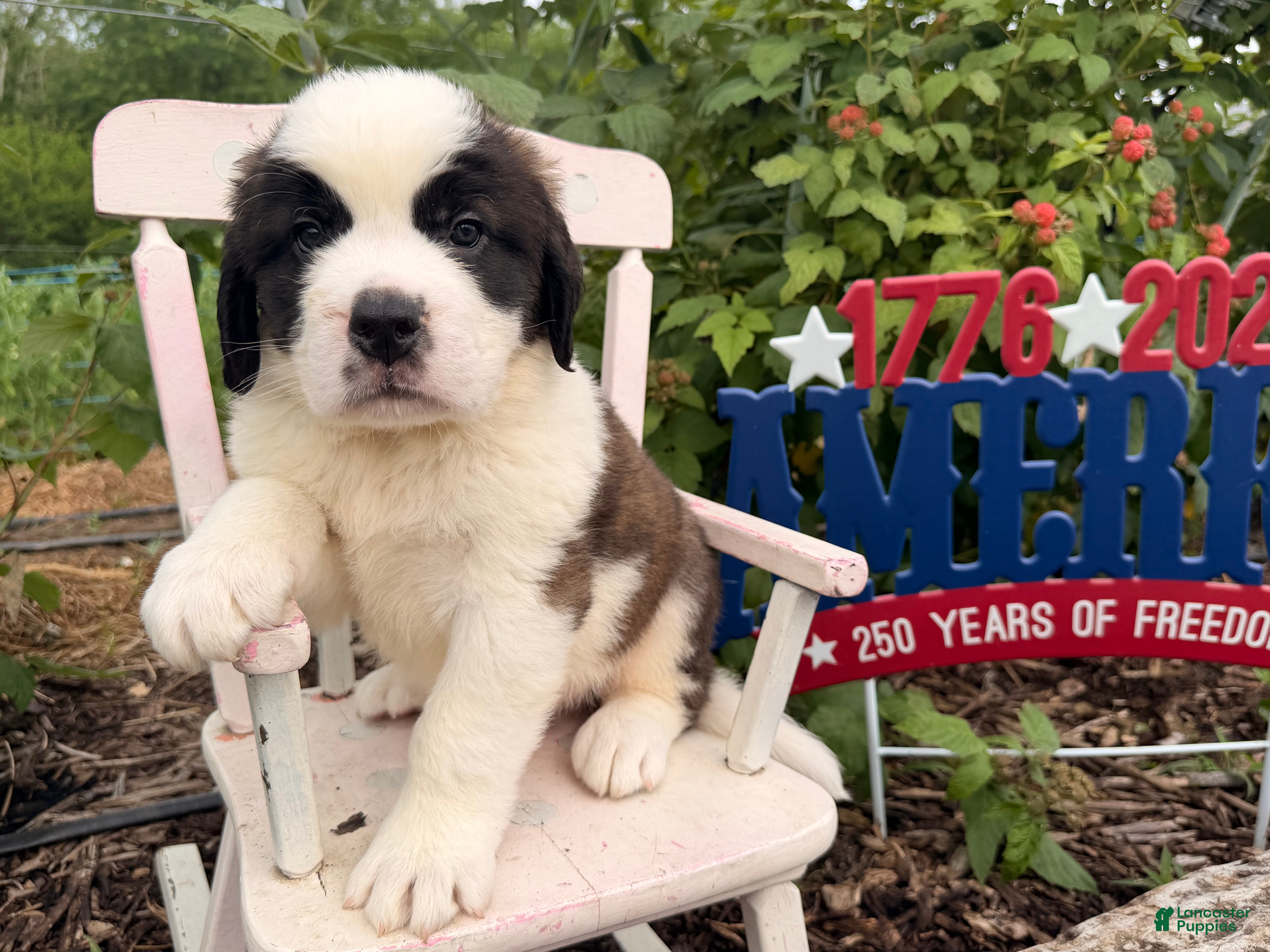 Saint Bernard dogs Baxter - Ad 1