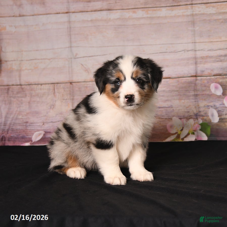 Miniature Australian Shepherd dogs Tilly - Ad 2